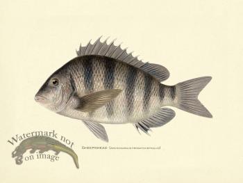 Sheepshead