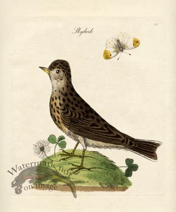 Skylark