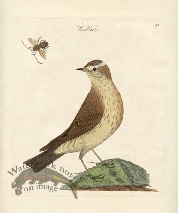 Woodlark