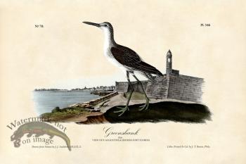 GreenShank
