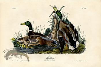 Mallard