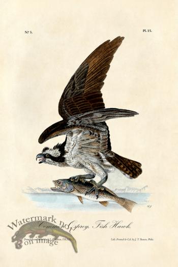 Osprey