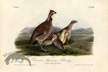 Partridge