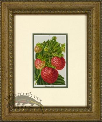 Strawberry 1946 OGF 01