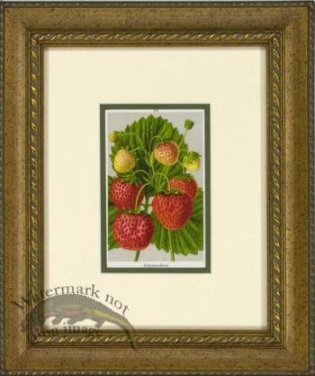 Strawberry 1946 OGF 03