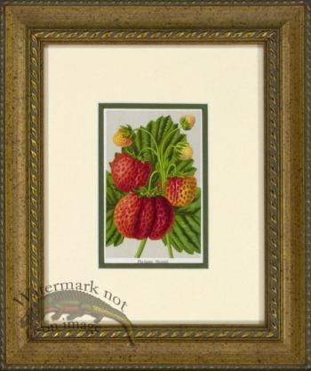 Strawberry 1946 OGF 05