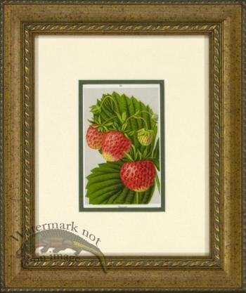 Strawberry 1946 OGF 06