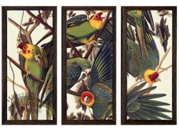 Carolina Parakeet Triptych