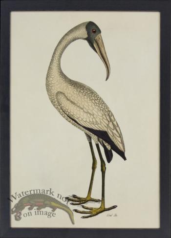 Tribute BFs 03 -- Wood Ibis