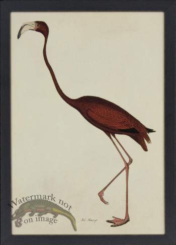 Tribute BFs 04 -- Flamingo