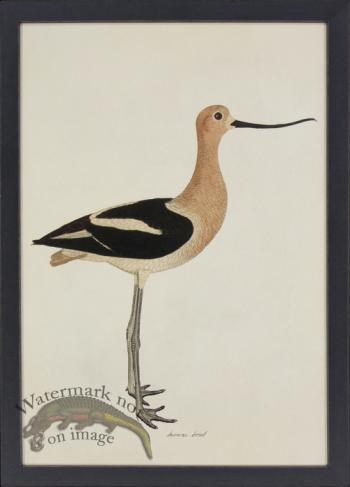 Tribute BFs 06 - American Avocet