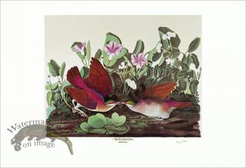 Key West Quail Dove