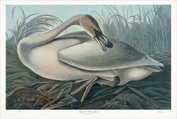 Young Trumpeter Swan