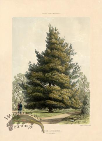 Monterey Pine at Osborne