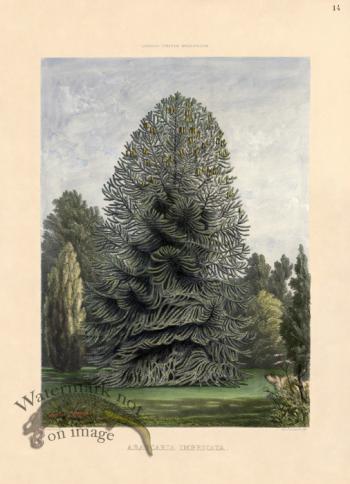 Monkey Puzzle Tree