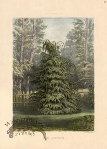 Western Hemlock or Abies Albertiana