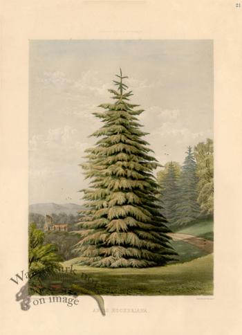 Pine Tree