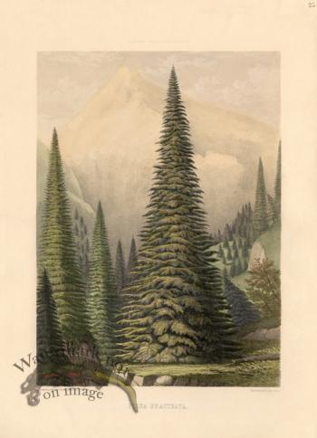 Santa Lucia Fir