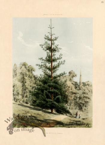 Red Fir