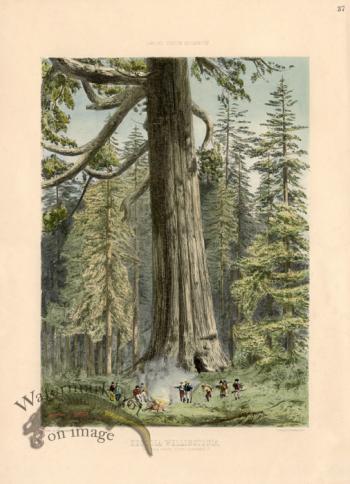 Giant Sequoia