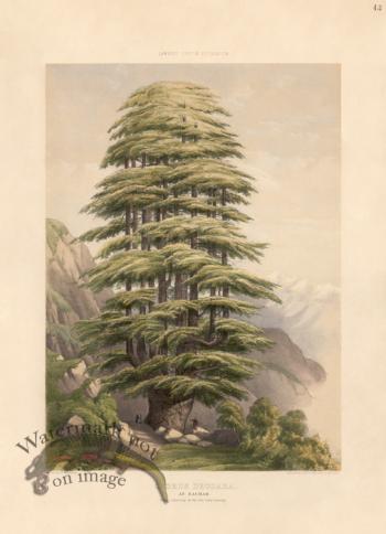 Himalayan Cedar