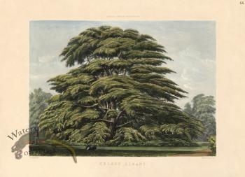 Cedar of Lebanon