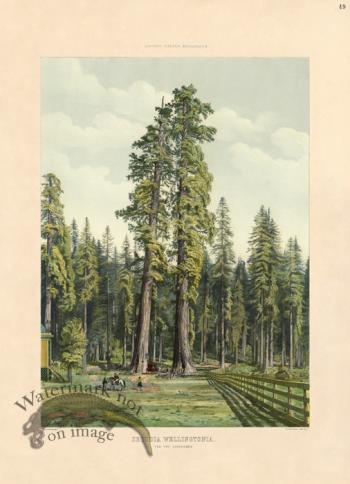 Giant Sequoia, The Two Guardsmen