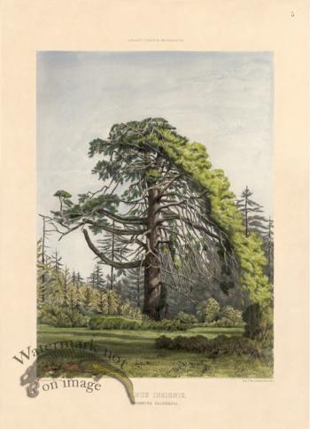 Monterey Pine of California