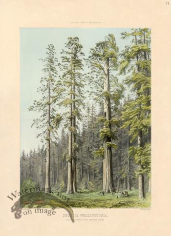 Giant Sequoia in Mariposa Grove