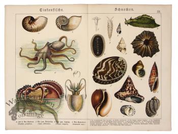 Octopus Nautilus Shells