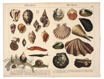 Shells Oyster Snails
