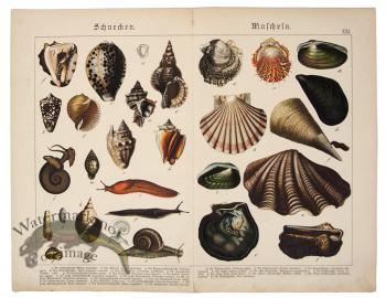 Shells Oyster Snails