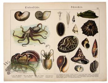 Octopus Nautilus Shells