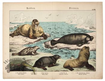 Seal Walrus Manatee