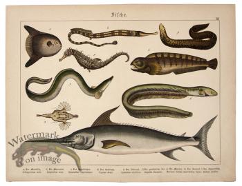 Sword Fish Sea Horse Fish