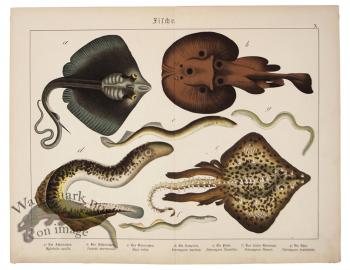 Sting Ray Puffer Fish