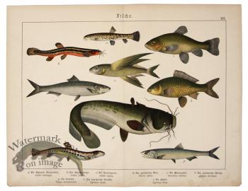 Wells Catfish Ray-finned Fish