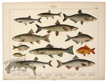 Atlantic Salmon Brown Trout