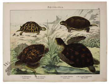 Sea Turtle Tortoise  