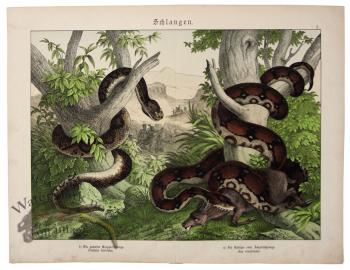 Boa Constrictor Timber Rattlesnake