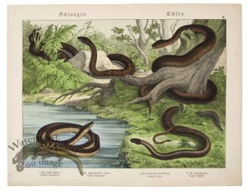 Yellow bellied Sea Snake 