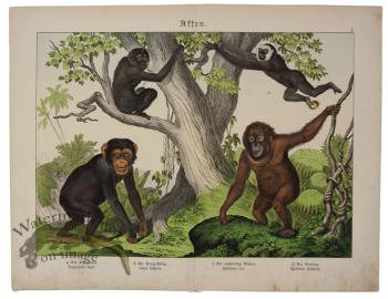 Orangutang Gibbon Chimpanzee