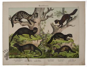 Indian civet Polecat 