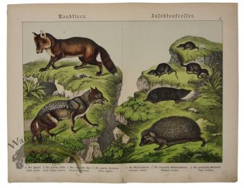 Fox Coyote Hedge Hog Mole