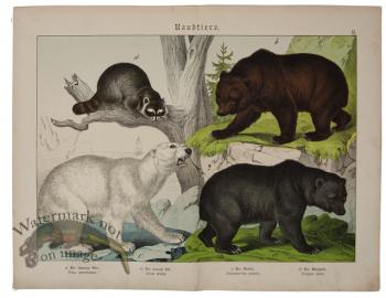 Polar Bear Brown Bear Black Bear