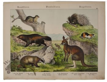 Kangaroo Porcupine Wolverine 