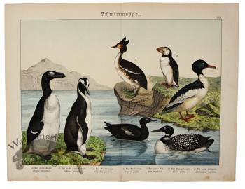 Penguin Puffin Diver