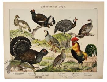 Cock Roster Pheasant Grouse 