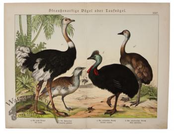 Ostrich Cassowary