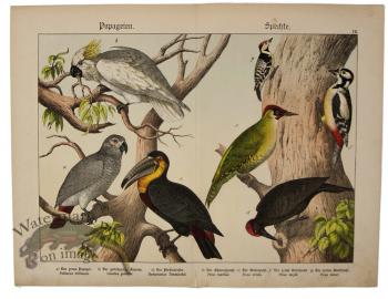 Toucan Grey Parrot Woodpecker 